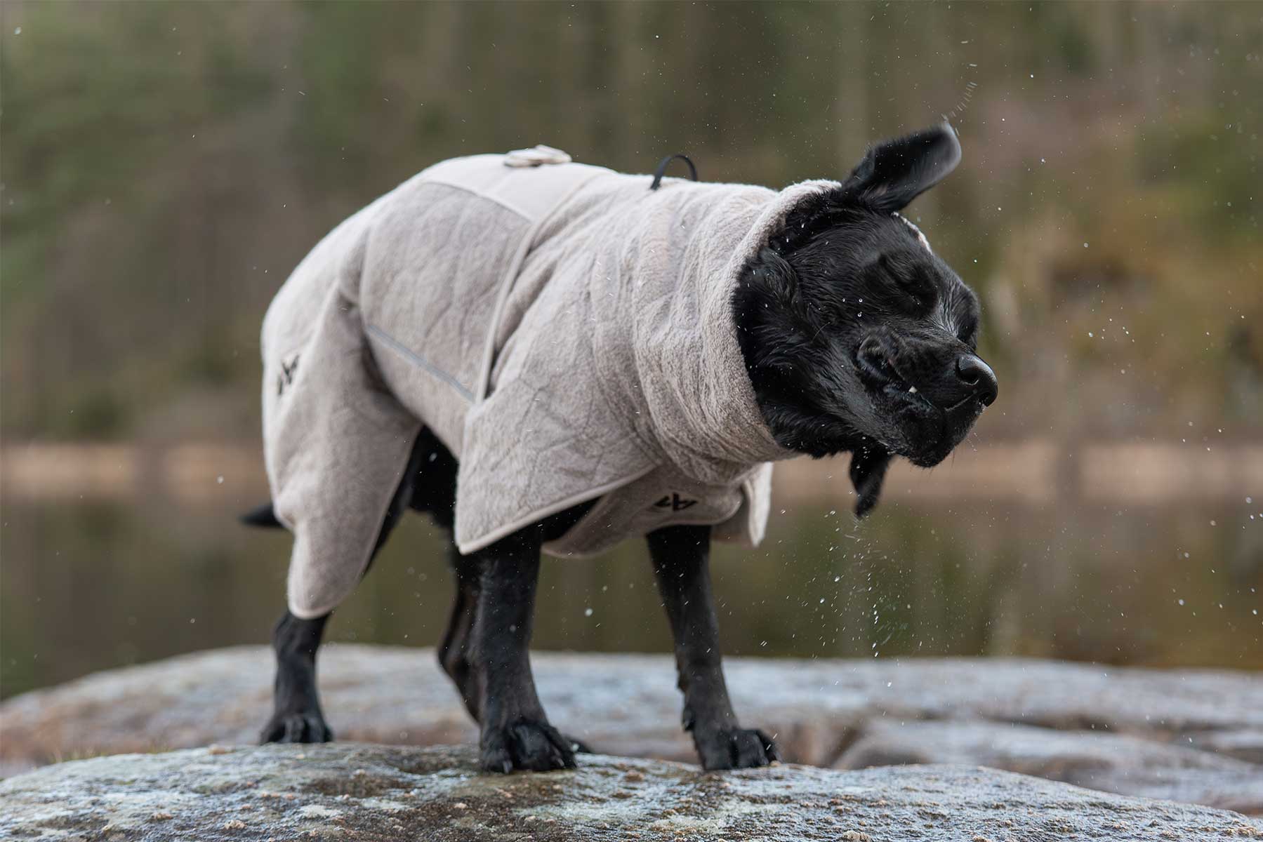 Labrador negro sacudiéndose mojado y usando el Drying coat de Non-stop dogwear