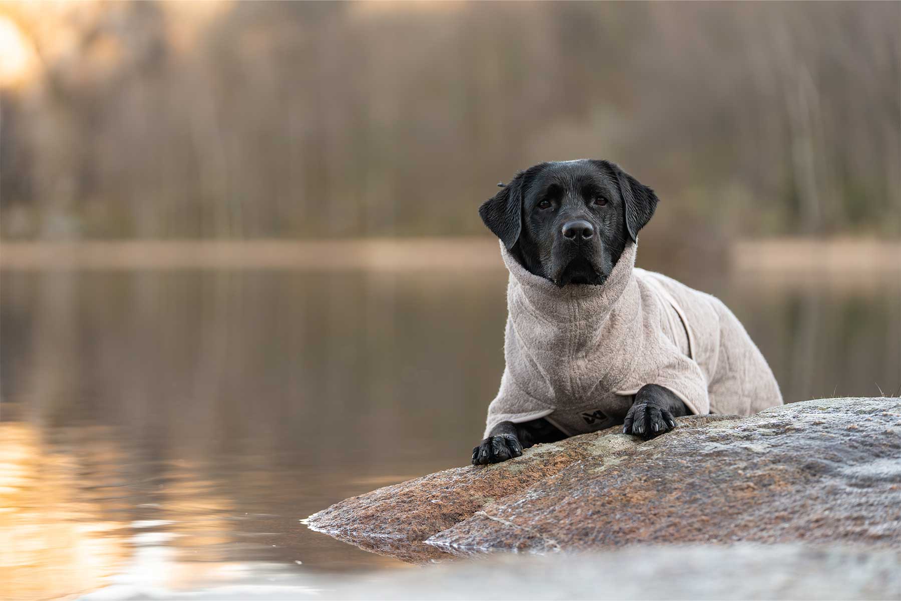 Perro tumbado en la orilla con el Non-stop dogwear drying coat 