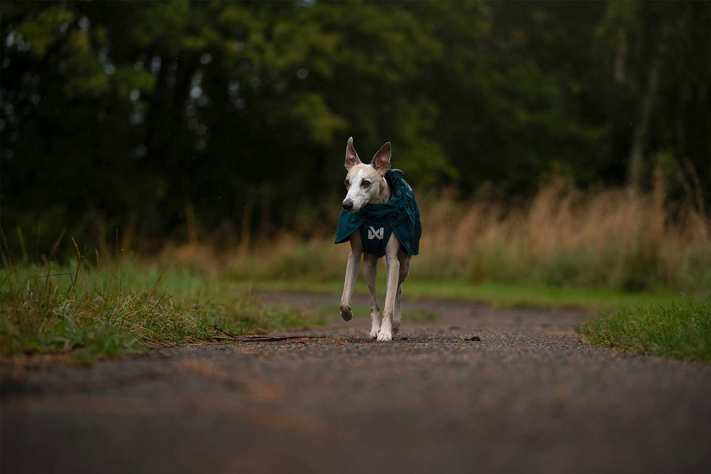 Wippet corriendo con el Fjord lined raincoat teal 