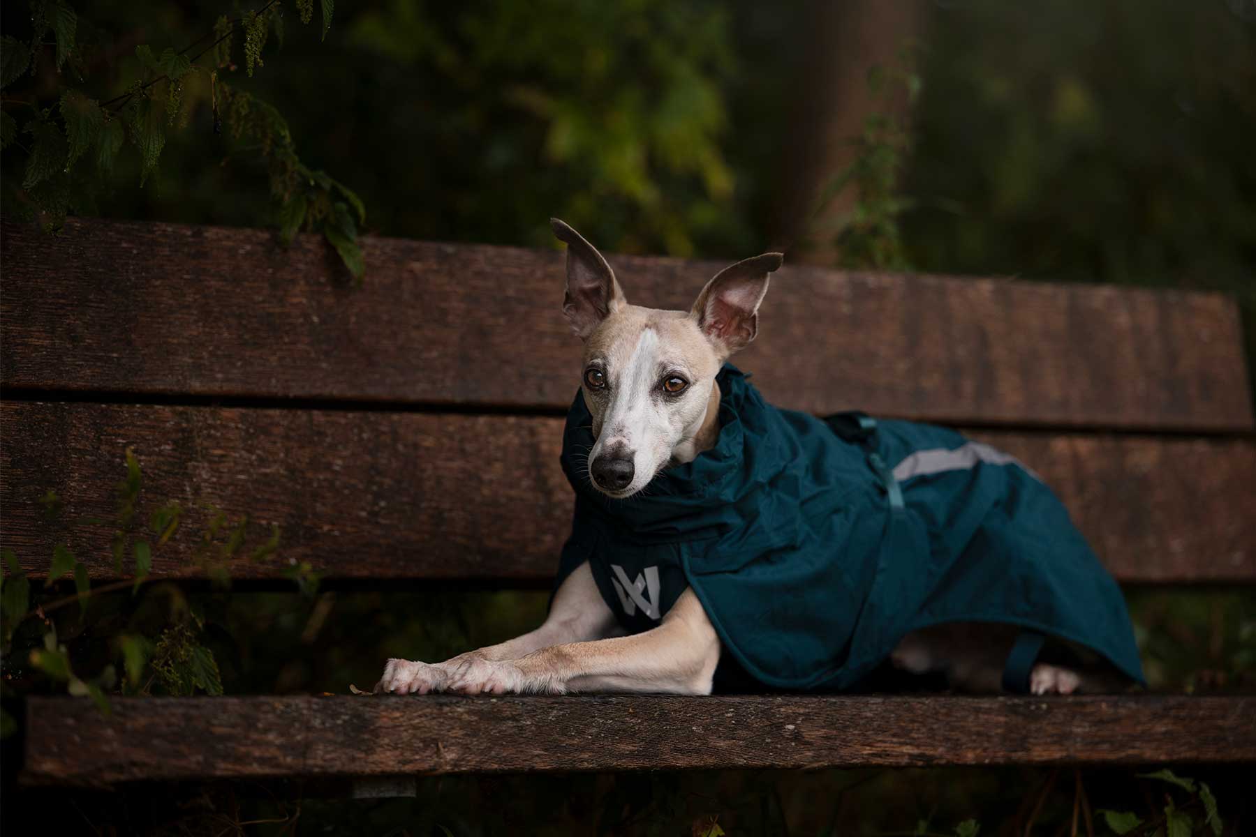 Wippet tumbado en un banco con el Fjord lined raincoat teal 