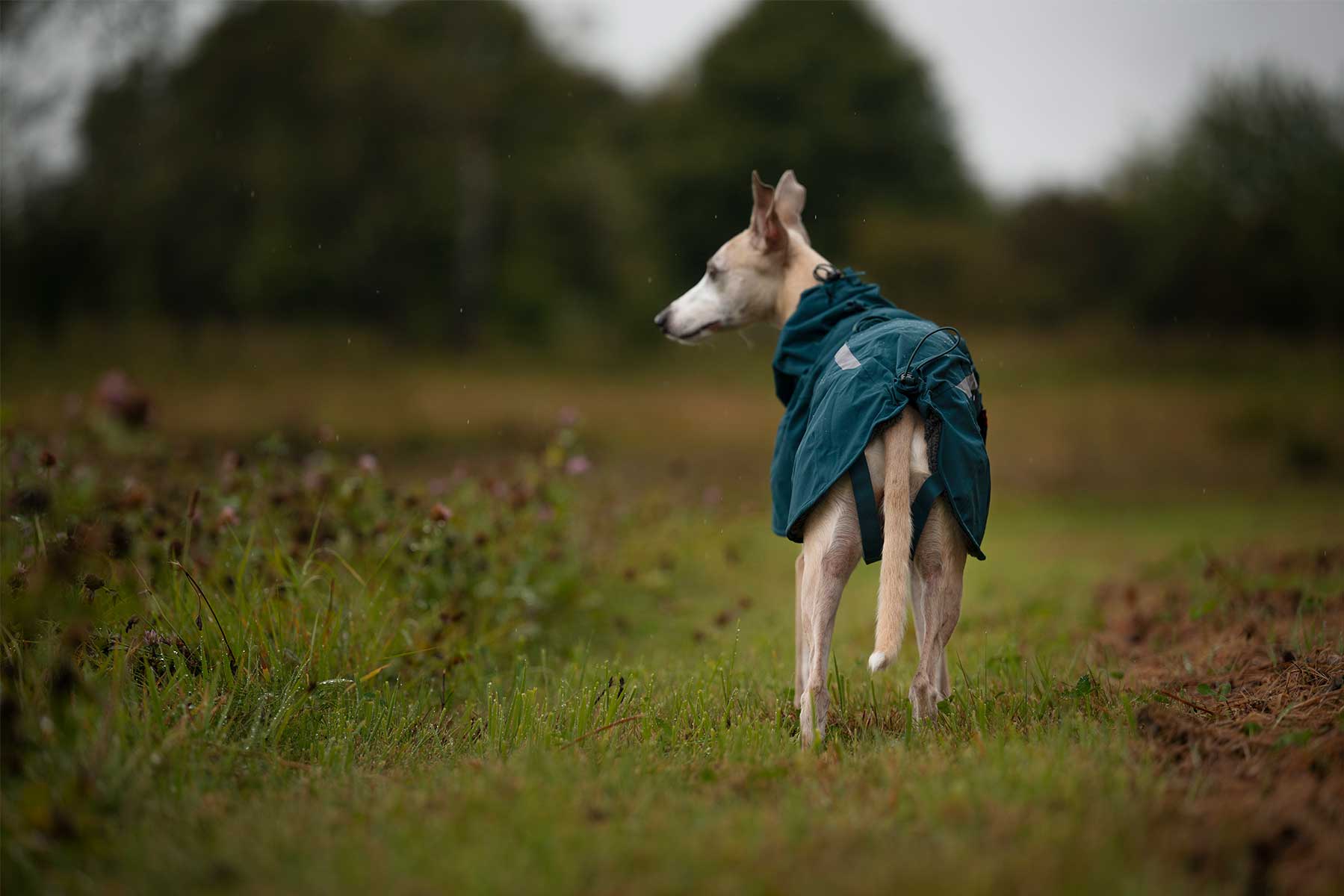 Perro de espaldas con el Fjord lined raincoat teal 