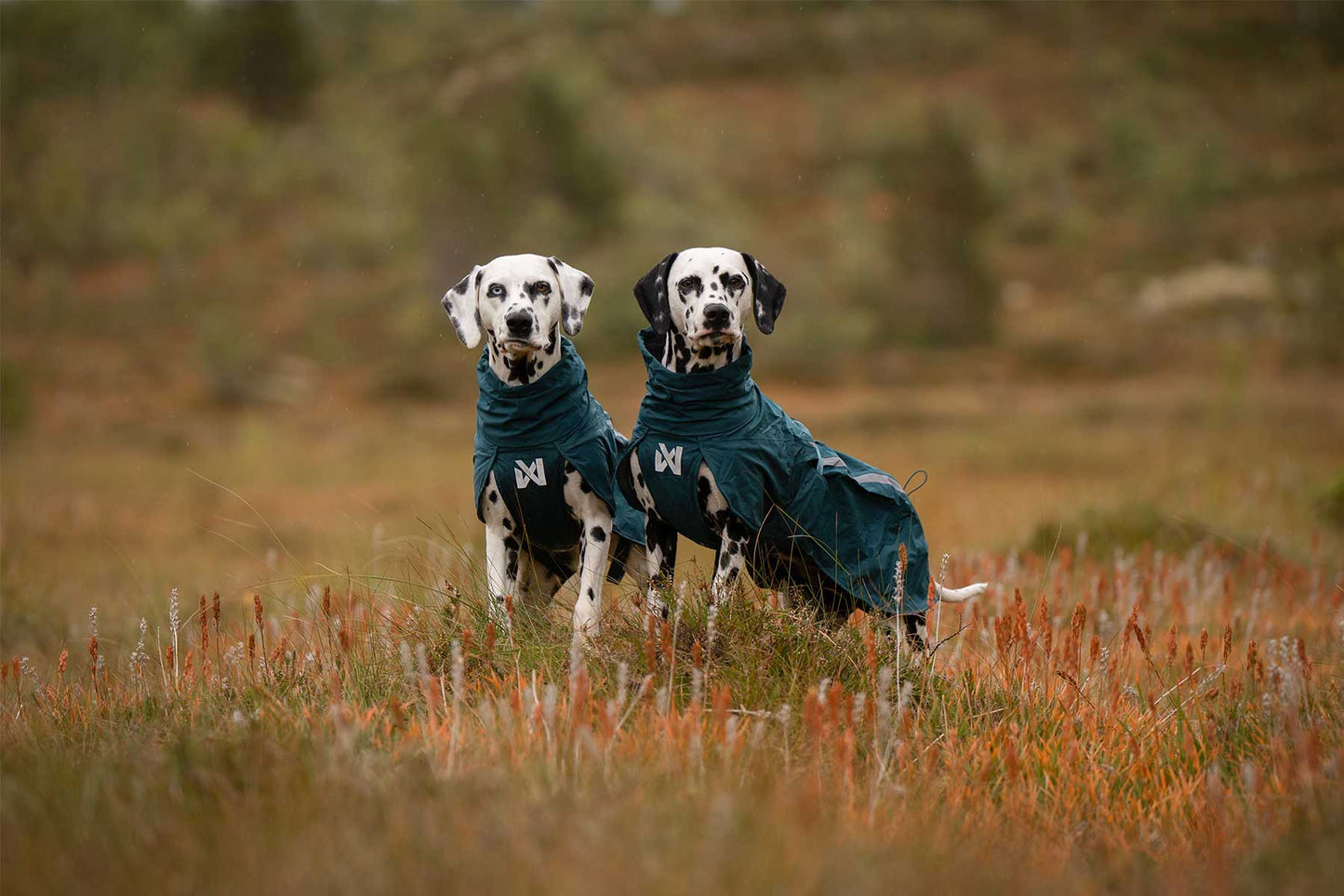 Dos dálmatas con los los impermeables térmicos Fjord lined raincoat teal 