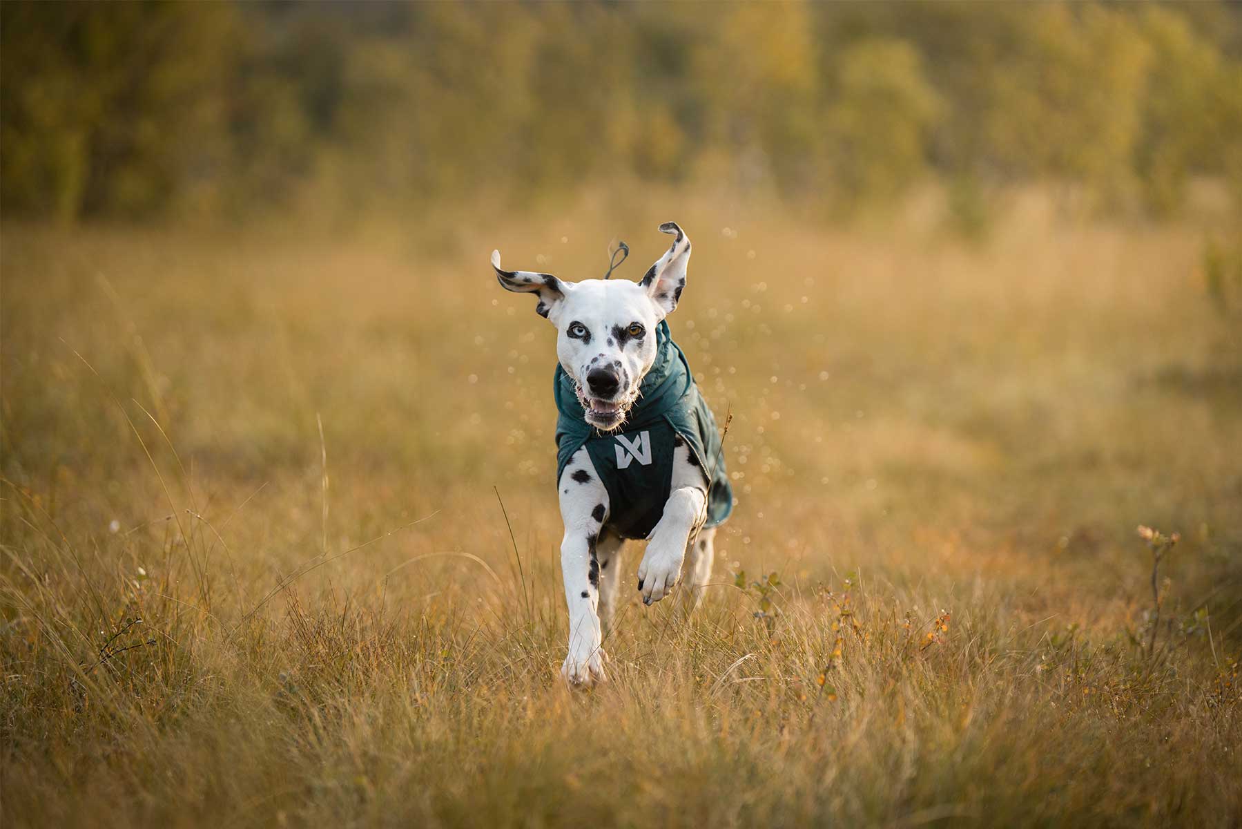 Dálmata con un ojo de cada color corriendo con el Fjord lined raincoat teal 