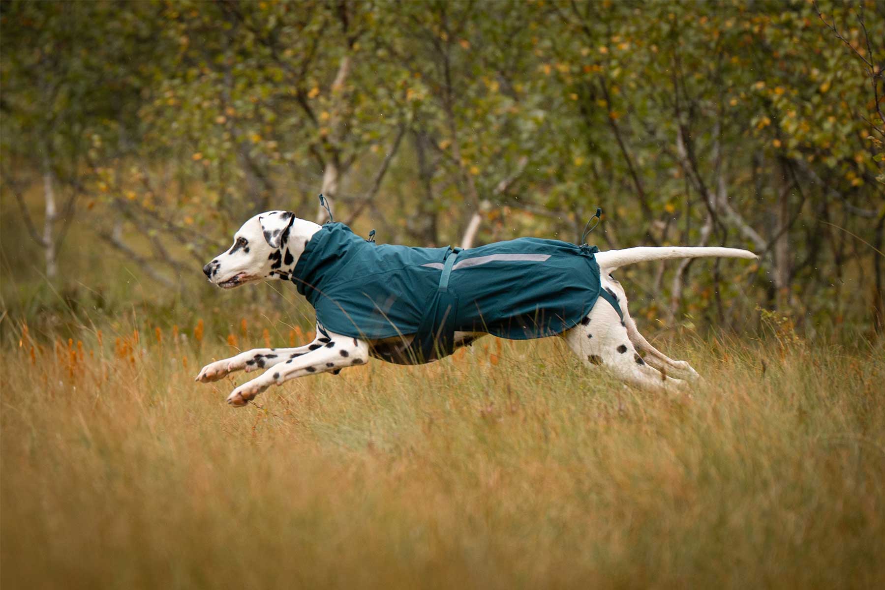 Dálmata corriendo con el impermeable térmico Fjord lined raincoat teal 