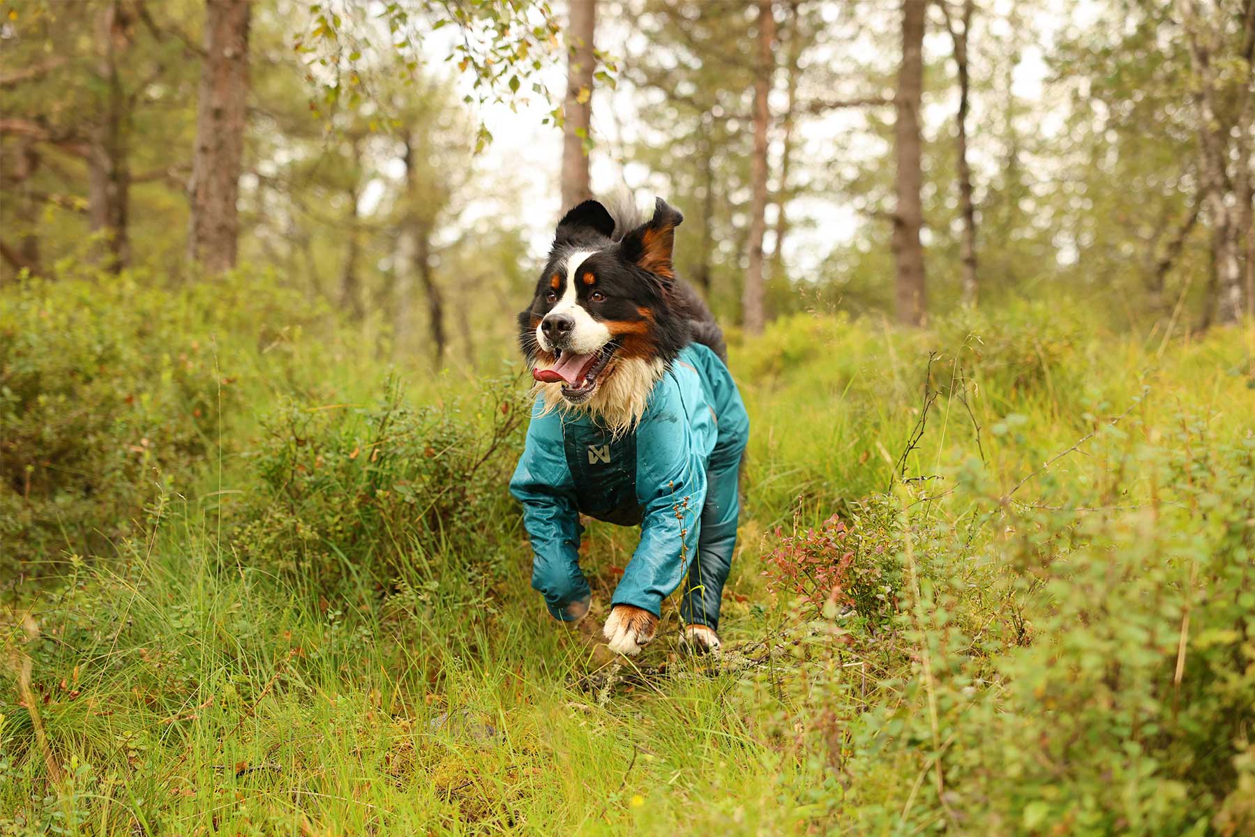 Terranova en el bosque con el Impermeable de cuerpo completo Fjord overall teal Non-stop dogwear