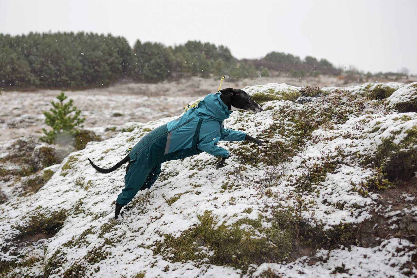 Non-stop dogwear Fjord Overall Raincoat  – Impermeable completo para perros