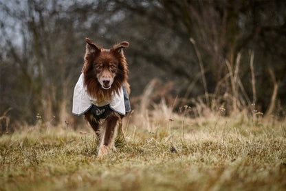 Perro atento con el Non-stop dogwear Fjord raincoat 2.0 gris