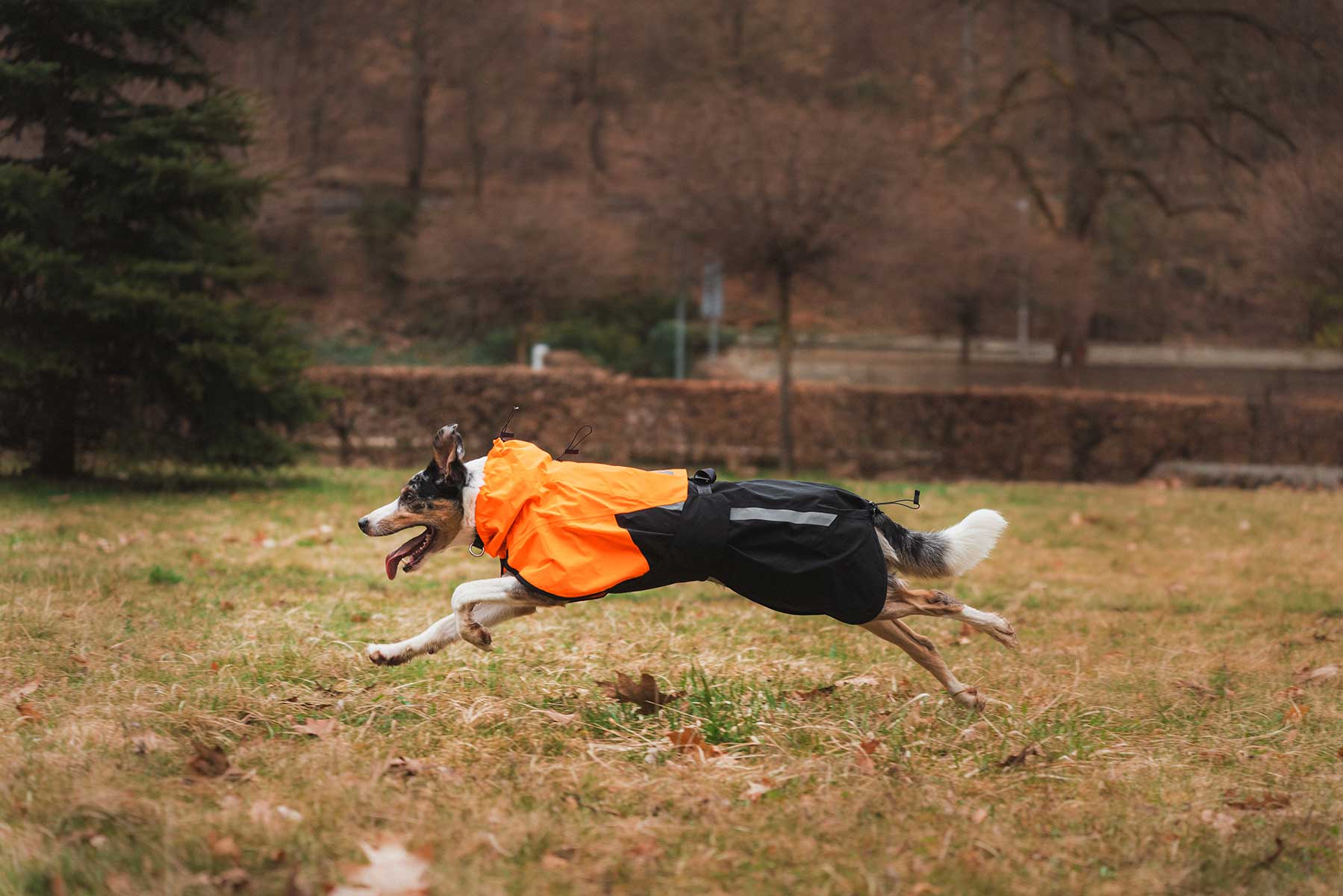Border collie corriendo con el Non-stop dogwear Fjord raincoat 2.0 naranja