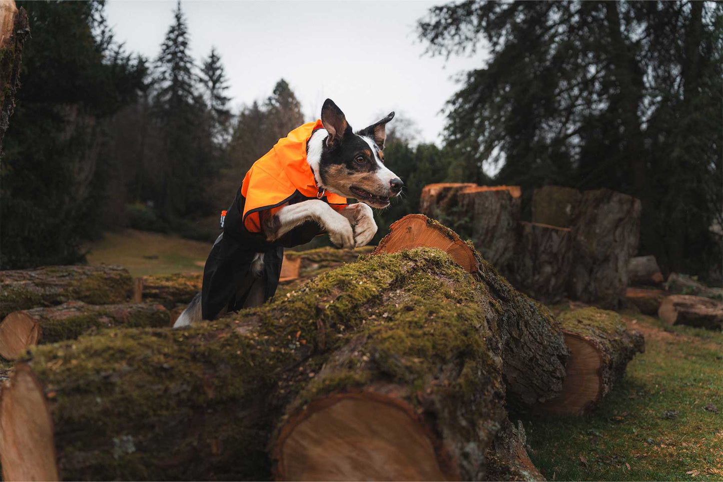 Border collie saltando un tronco con el Non-stop dogwear Fjord raincoat 2.0 naranja