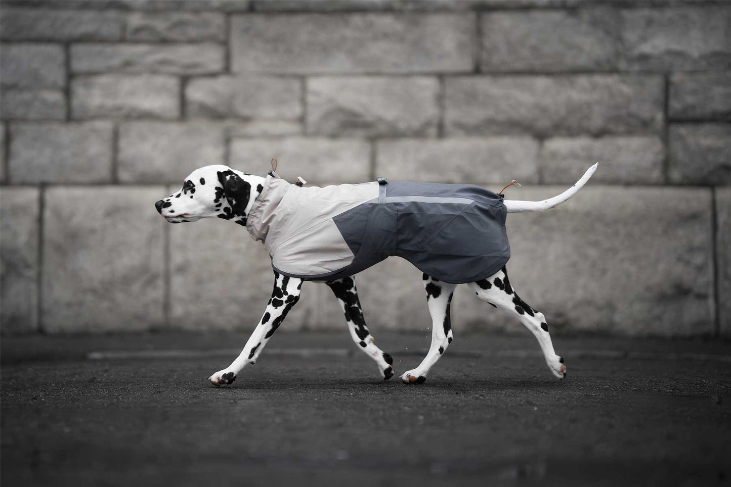 Dálmata con Non-stop dogwear Fjord raincoat 2.0 gris