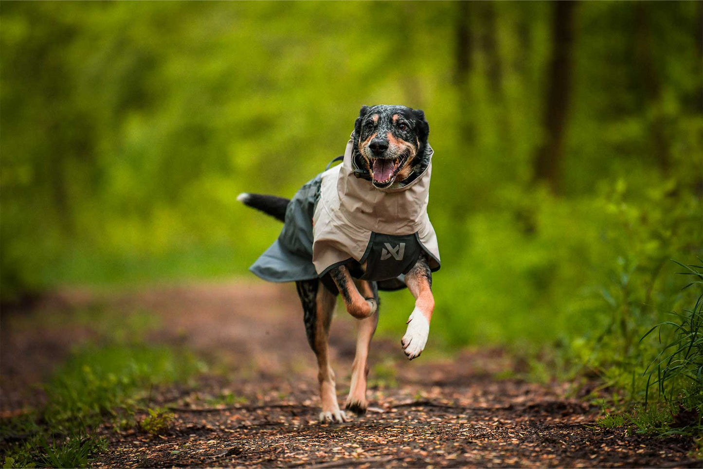 Perro corriendo feliz en el campo con el Non-stop dogwear Fjord raincoat 2.0 gris