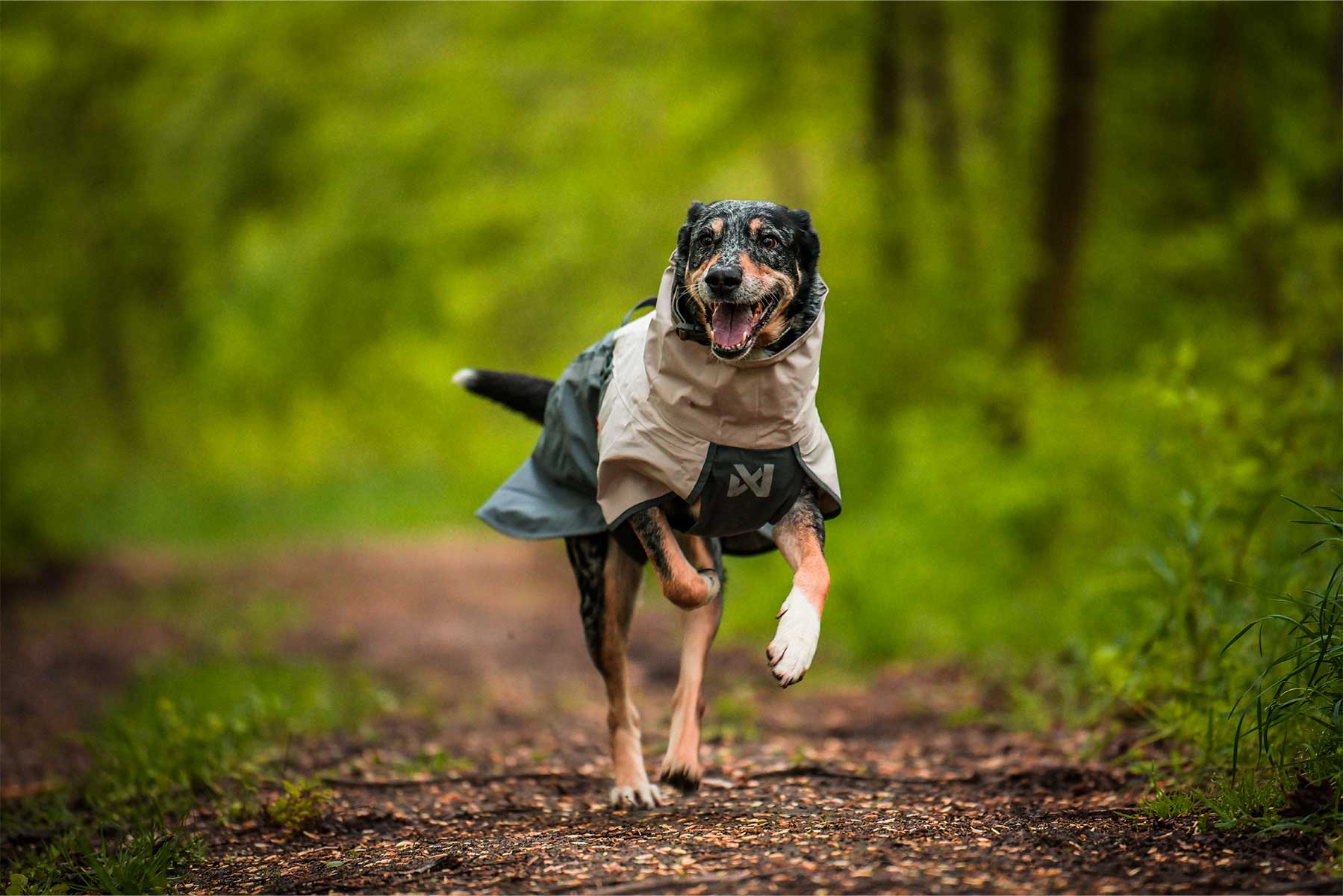 Perro corriendo feliz en el campo con el Non-stop dogwear Fjord raincoat 2.0 gris