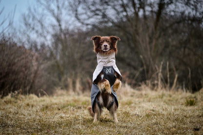 Perro posado sobre sus patas posteriores usando el Non-stop dogwear Fjord raincoat 2.0 gris