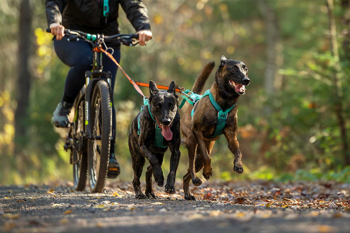 Dos perros haciendo bikejoring con el arnés Freemotion harness aqua