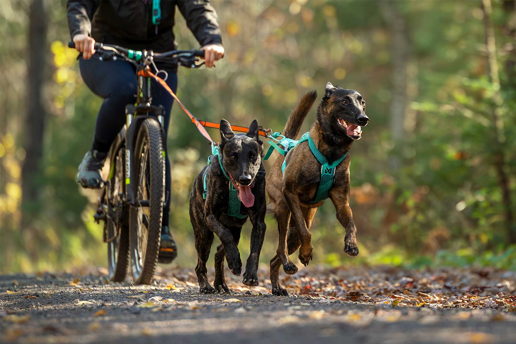 Dos perros haciendo bikejoring con el arnés Freemotion harness aqua