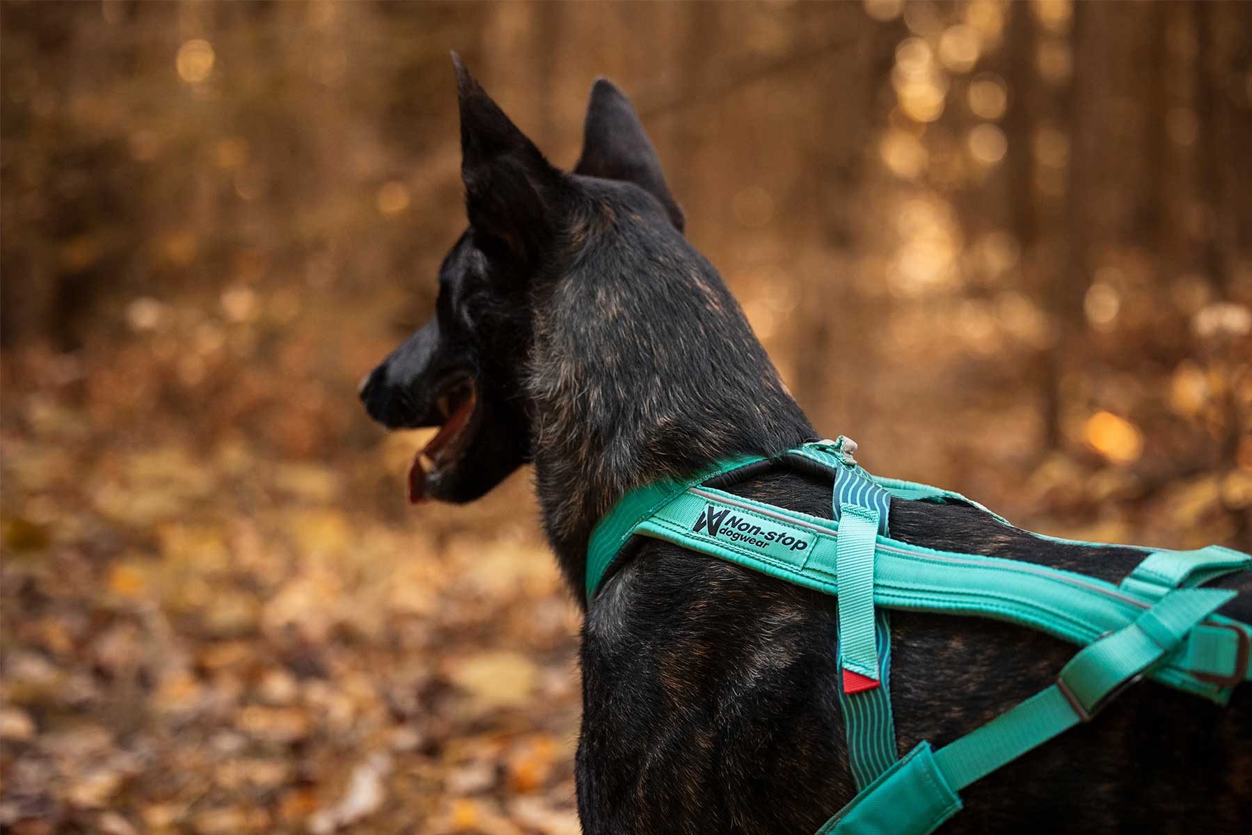 Pastor belga malinois con el Freemotion harness 5.0 aqua