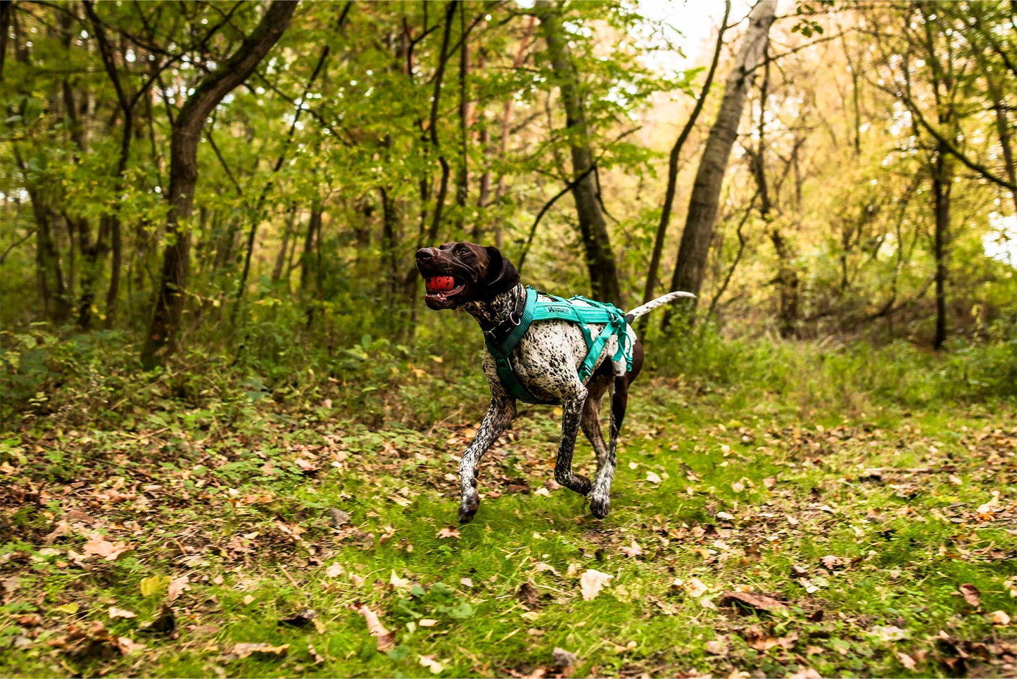 Braco aleman utilizando el Freemotion harness 5.0 aqua