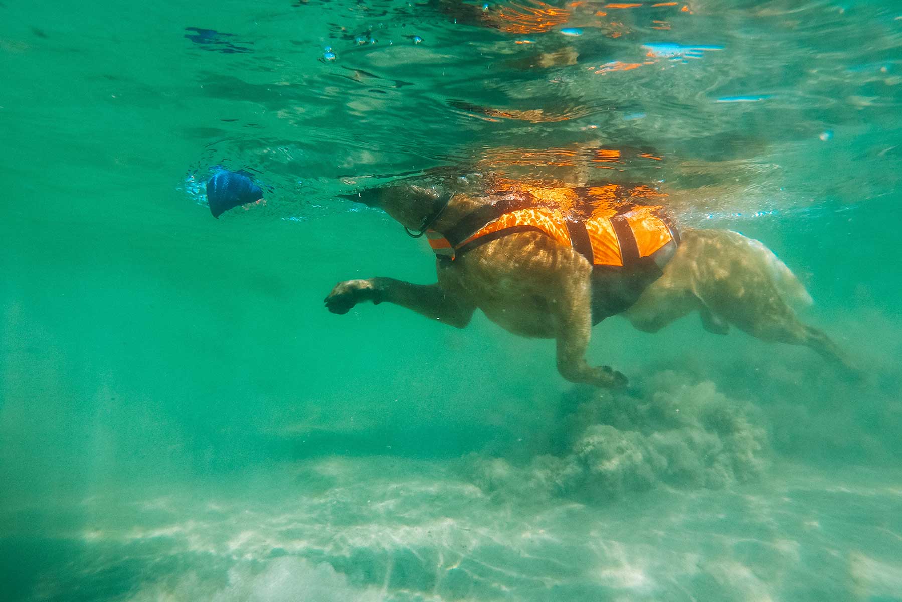 Perro buscando un juguete en el agua usando Non-stop dogwear Safe life jacket 2.0