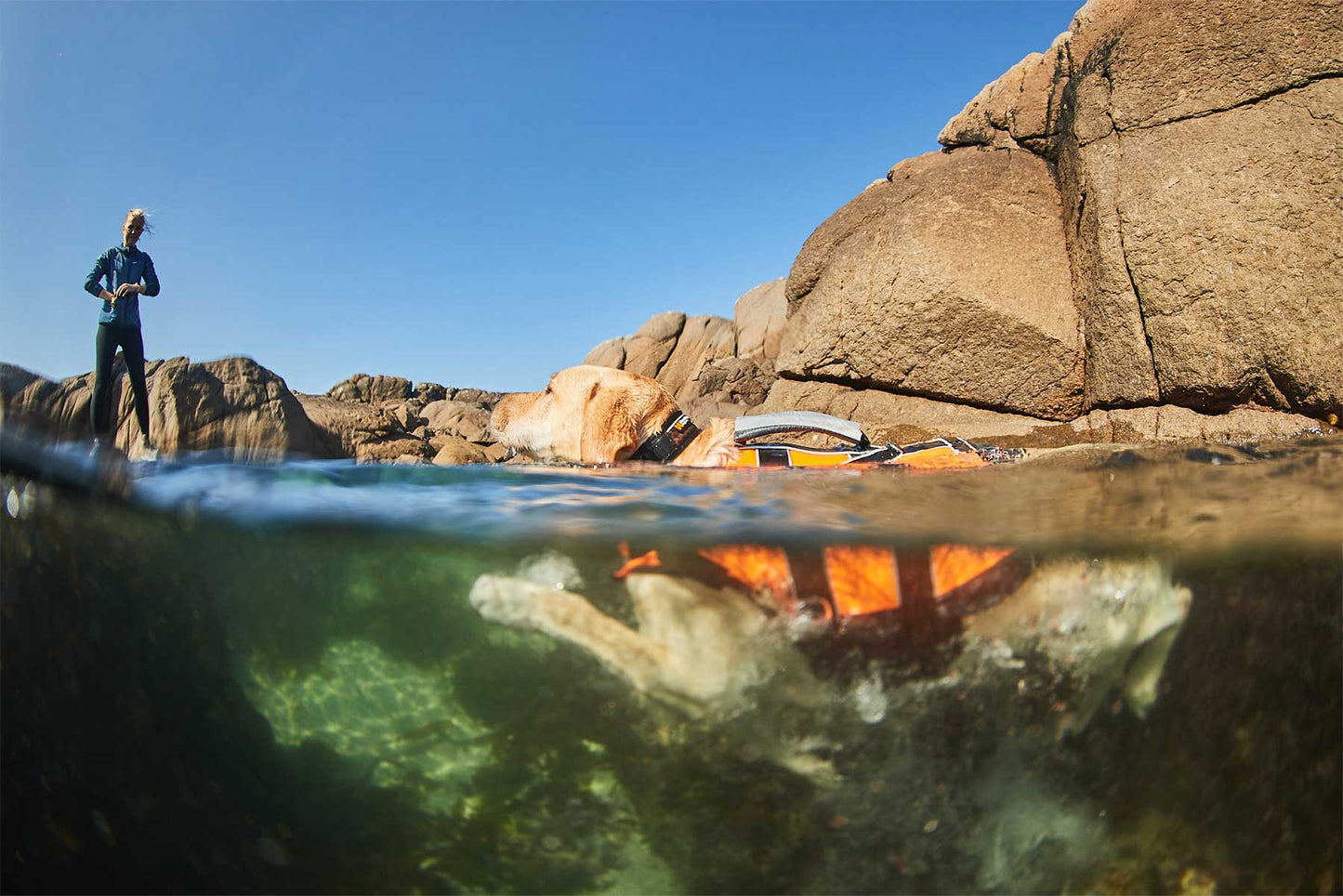 Labrador nadando con su Non-stop dogwear Safe life jacket 2.0