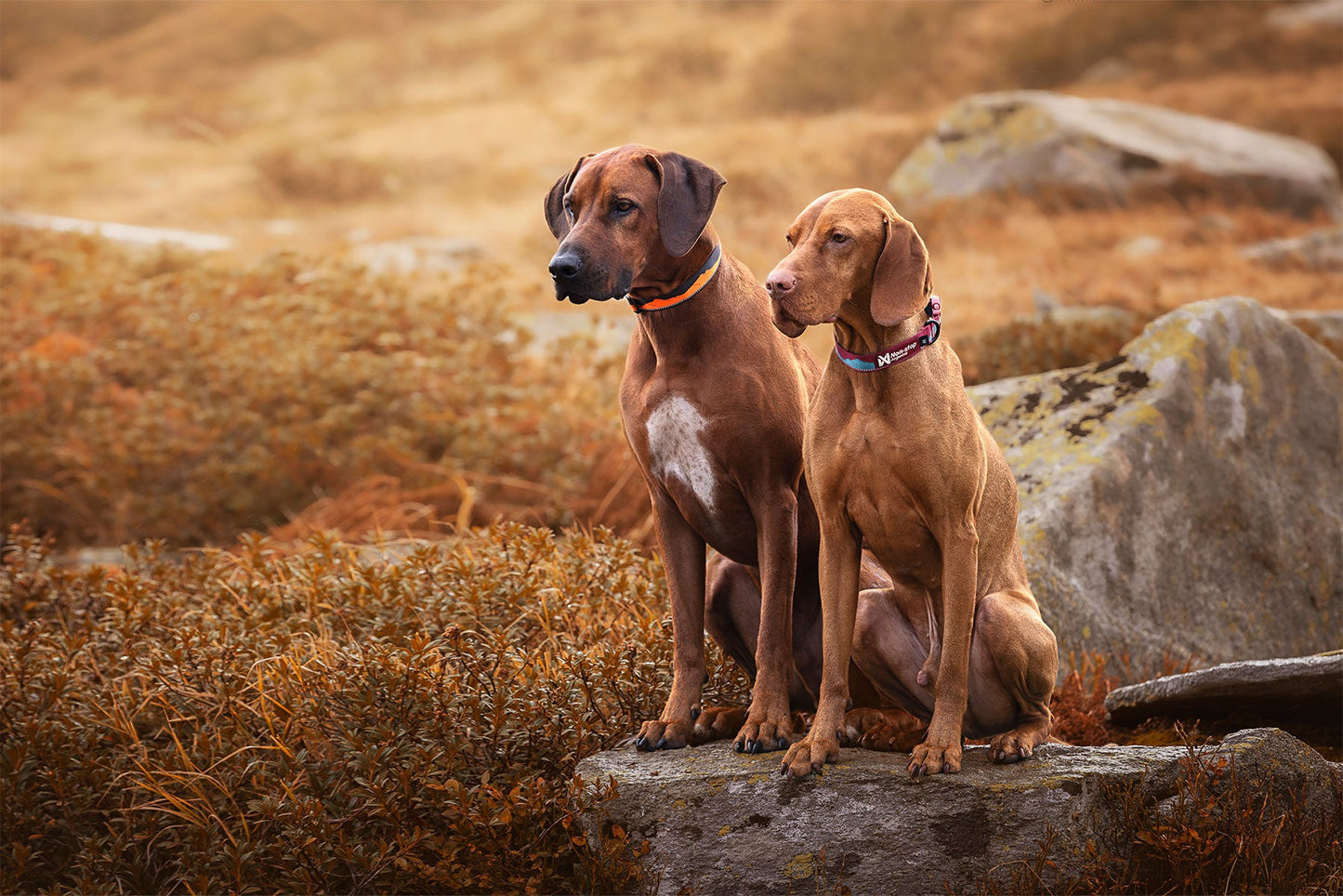Rhodesian y Visla con Trail quest collar Non-stop dogwear 