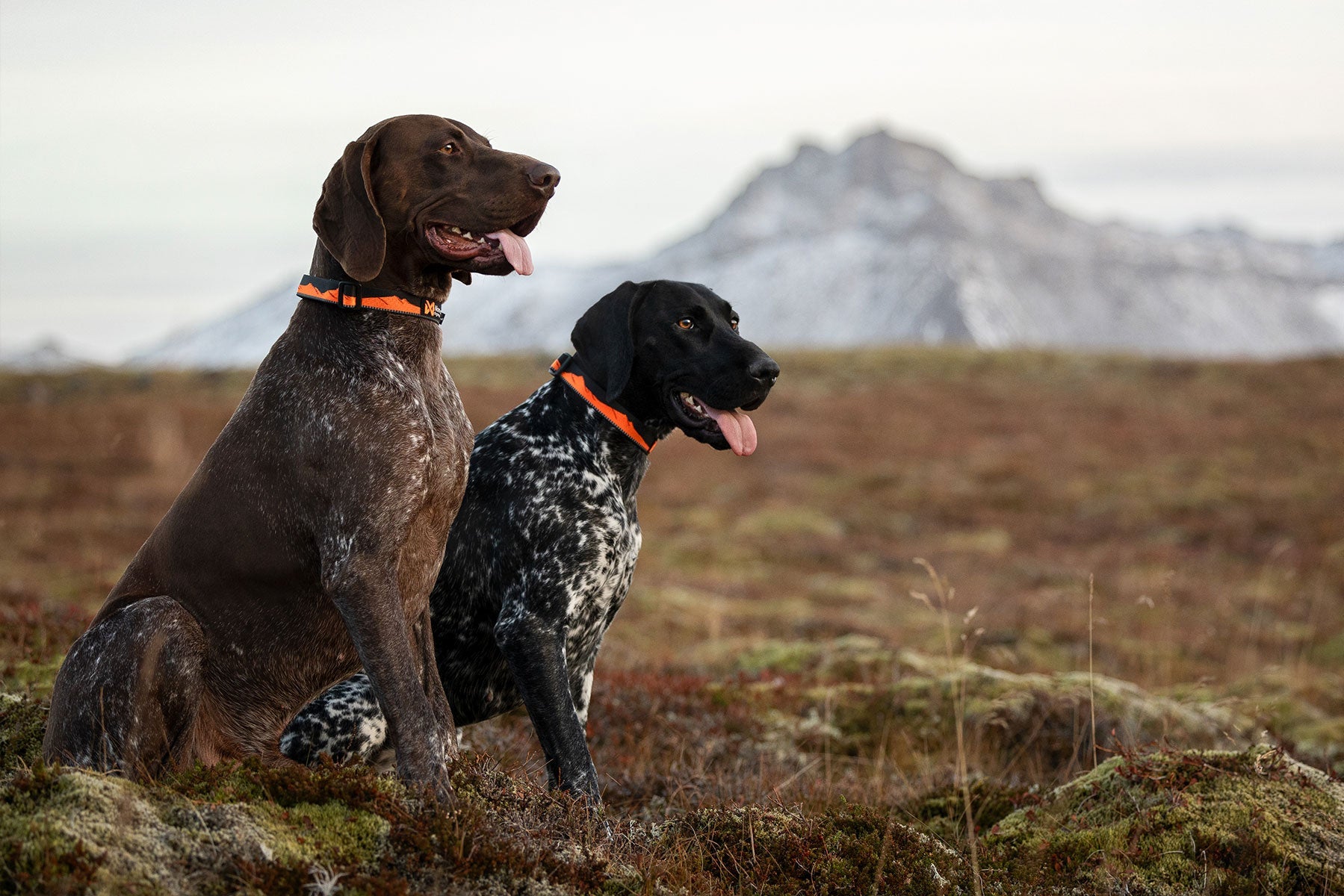 Bracos alemanes con Trail quest collar Non-stop dogwear naranja/negro