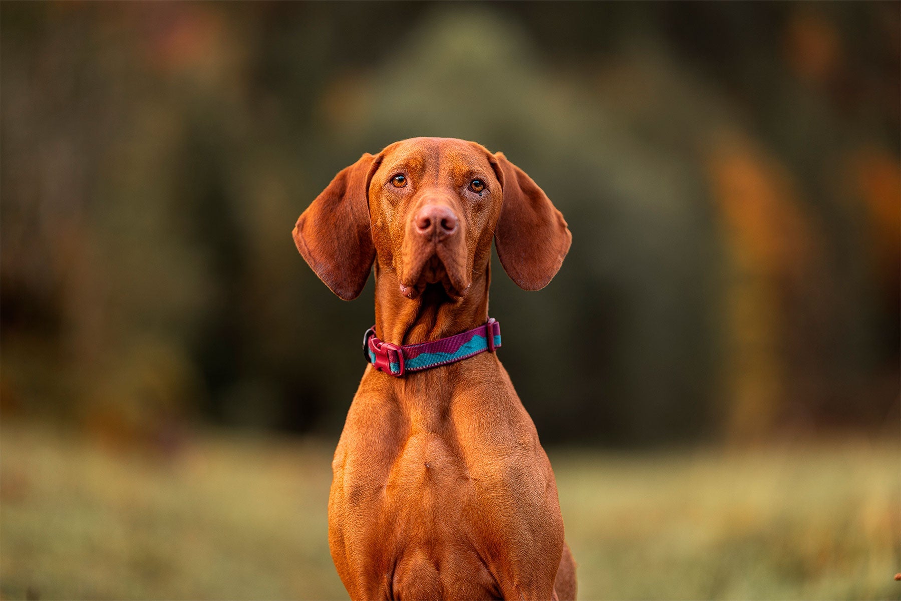 Braco húngaro con Trail quest collar Non-stop dogwear vino/turquesa