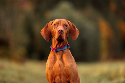 Braco húngaro con Trail quest collar Non-stop dogwear vino/turquesa