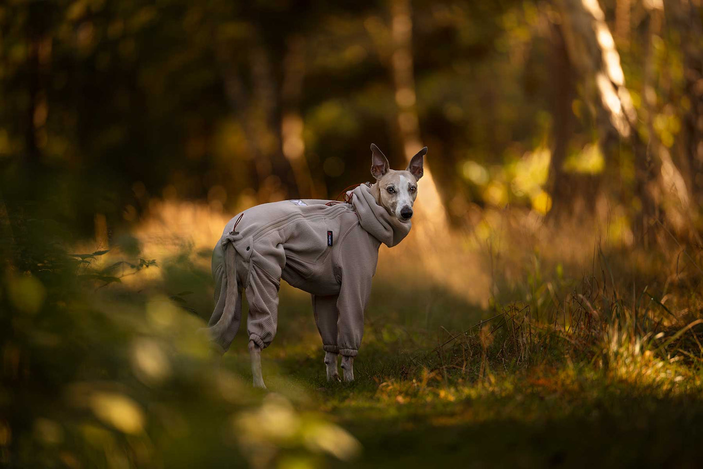 Perro en la naturaleza usando el polar de cuerpo completo Trail quest fleece overall Non-stop dogwear