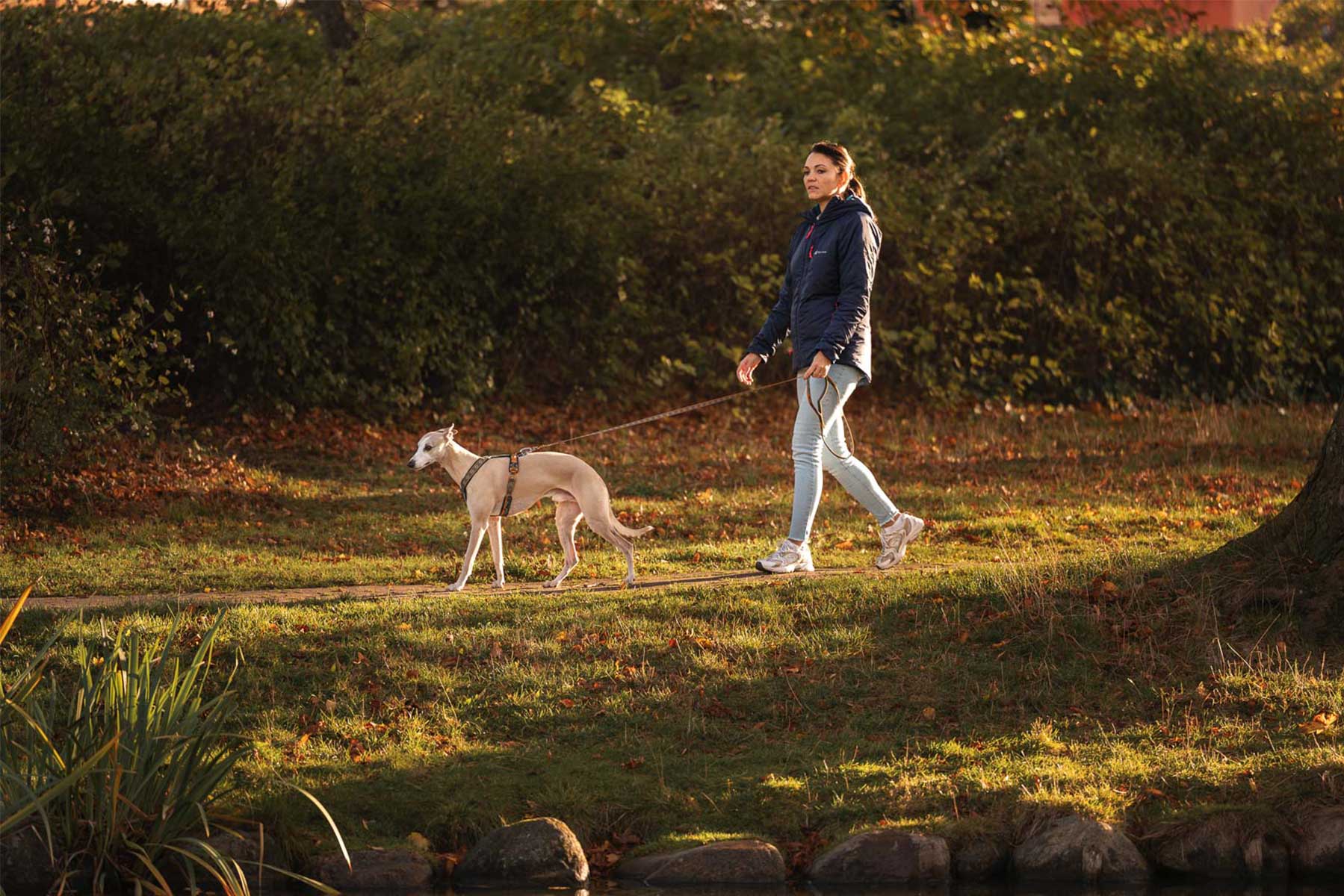 Wippet paseando atado con arnés y la correa Trail quest leash de Non-stop dogwear