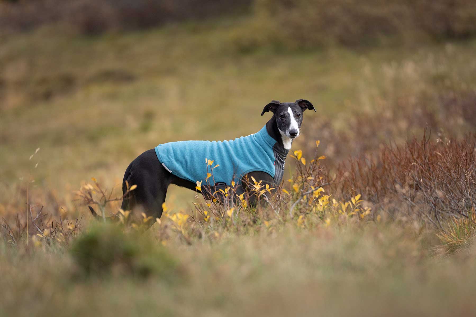 Galgo con un forro polar Non-stop dogwear Trail quest fleece pullover