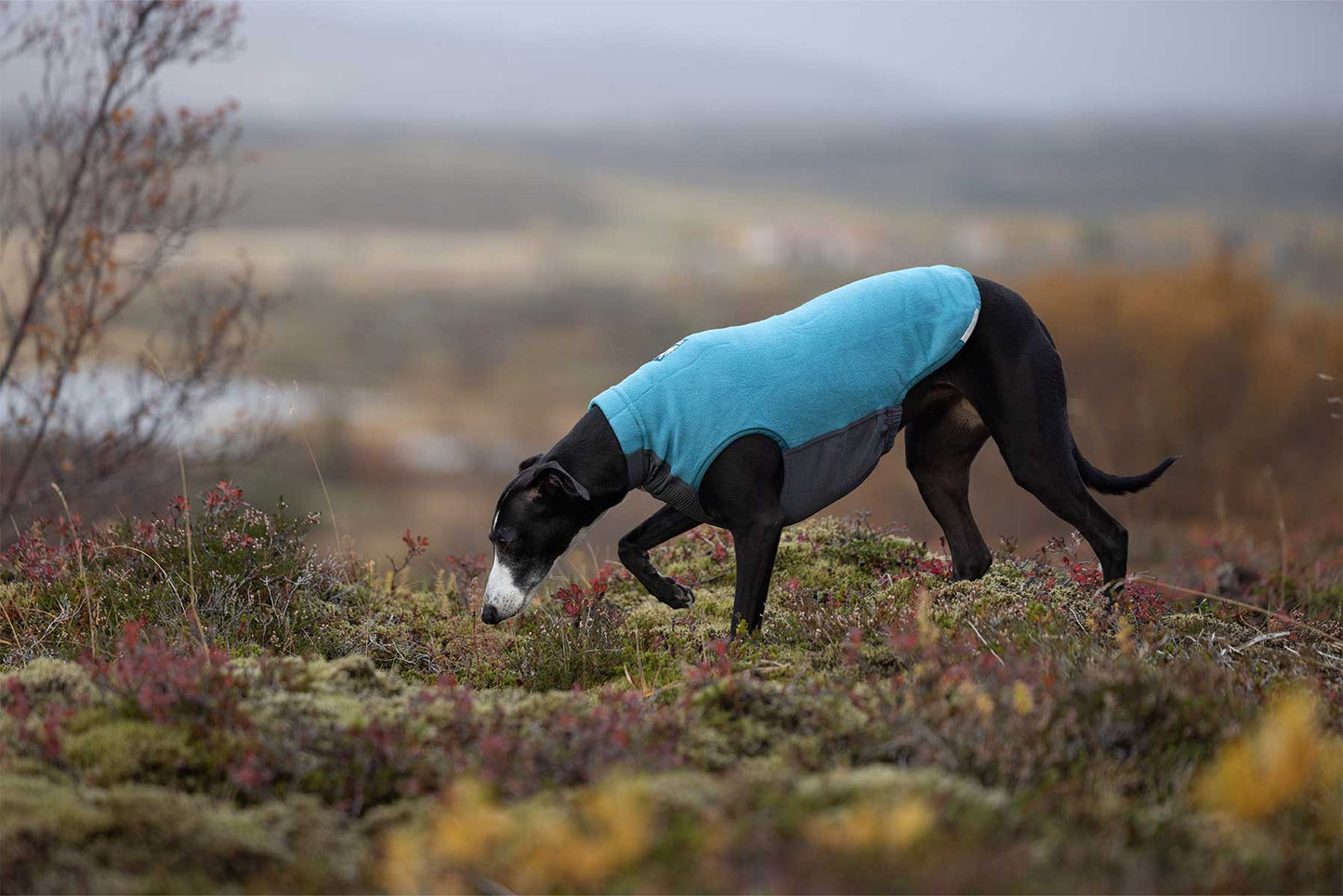 Galgo olfateando con un forro polar Non-stop dogwear Trail quest fleece pullover