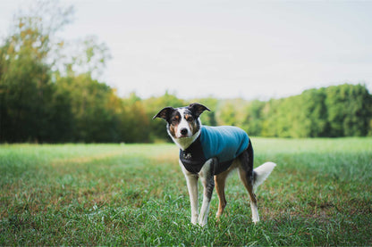 Perro con un forro polar Non-stop dogwear Trail quest fleece pullover
