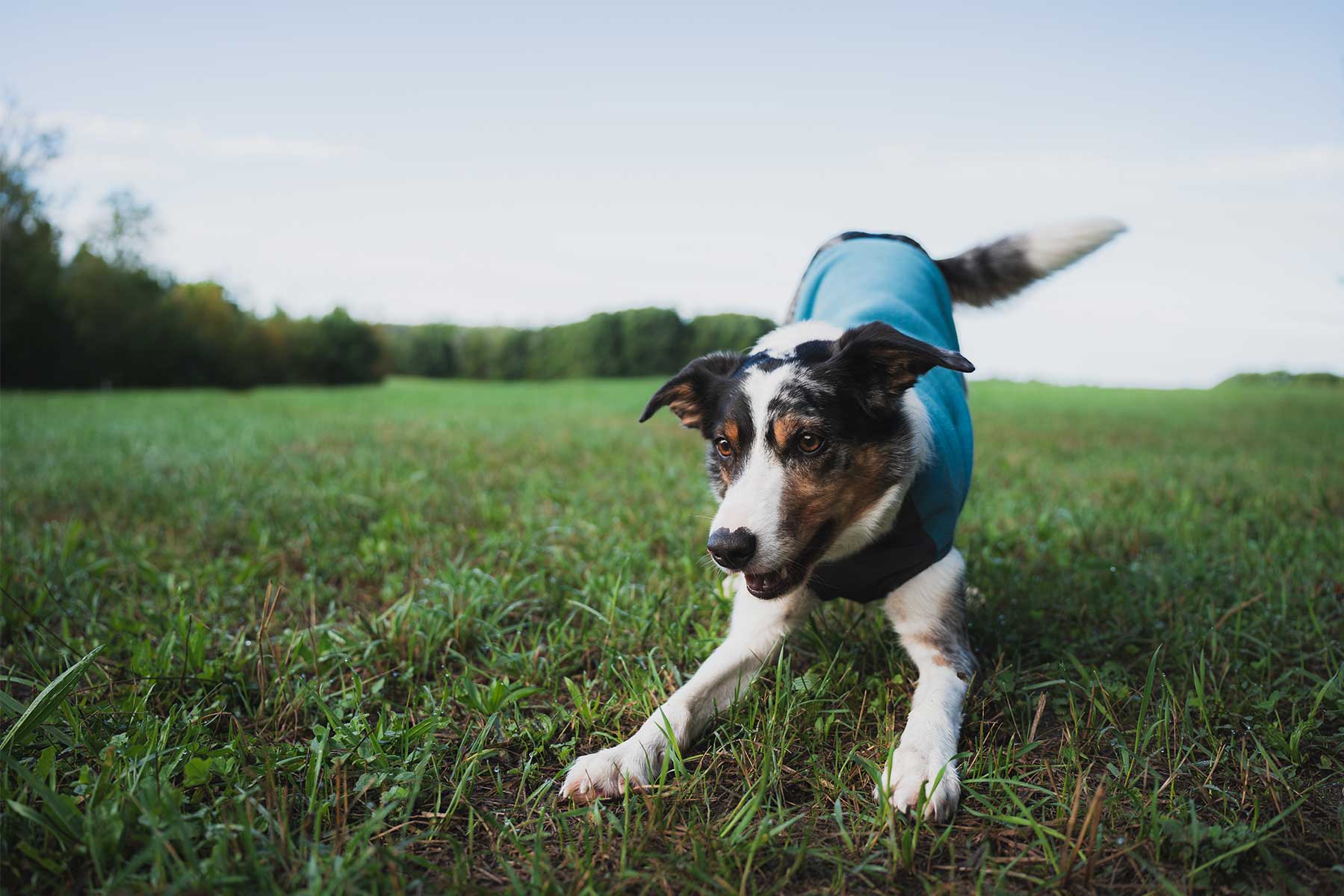 Perro jugando con forro polar Non-stop dogwear Trail quest fleece pullover