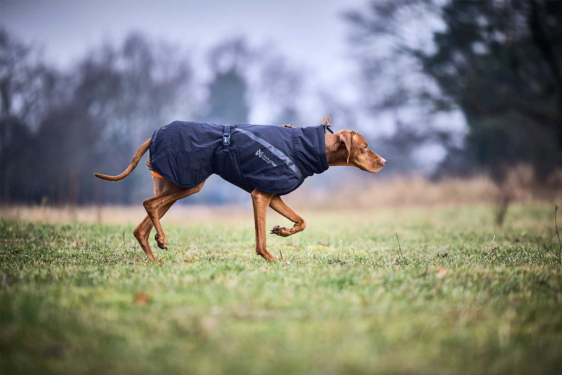 Perro en posición de muestra con un abrigo negro Non-stop dogwear trekking insulated dog jacket