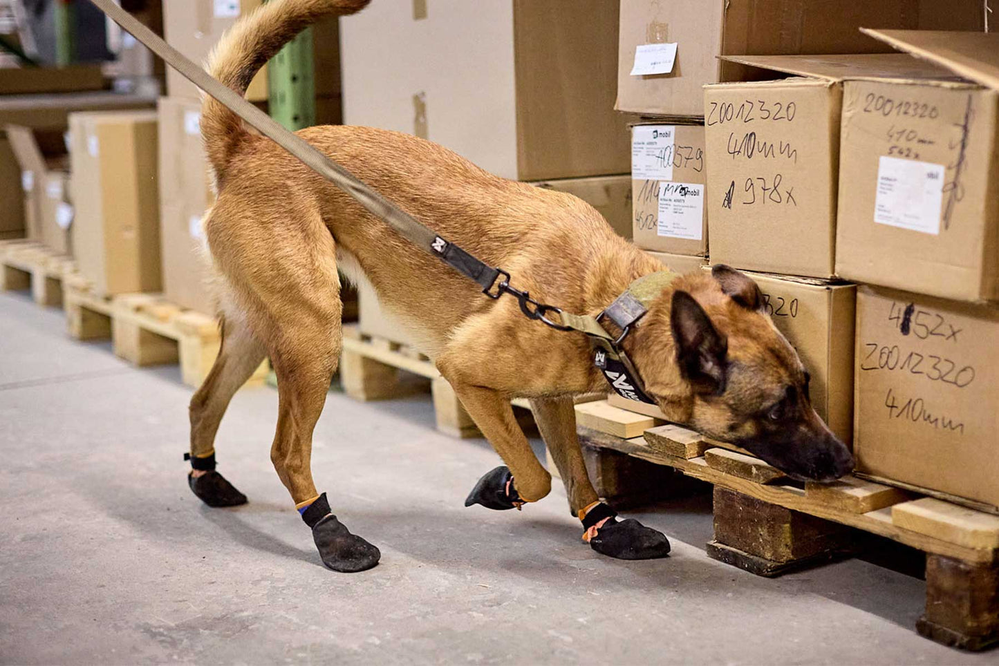 Perro de trabajo utilizando el Solid collar WD