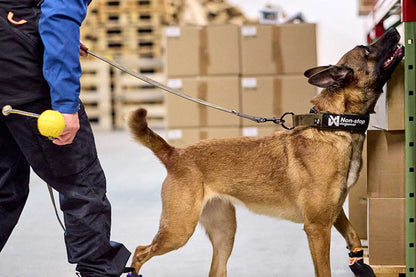 Perro trabajando utilizando el Solid collar WD de Non-stop dogwear