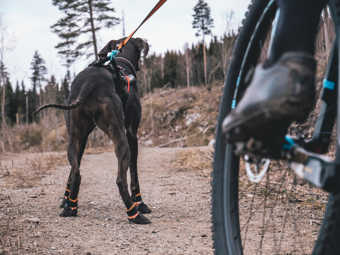 Bikejoring con botines