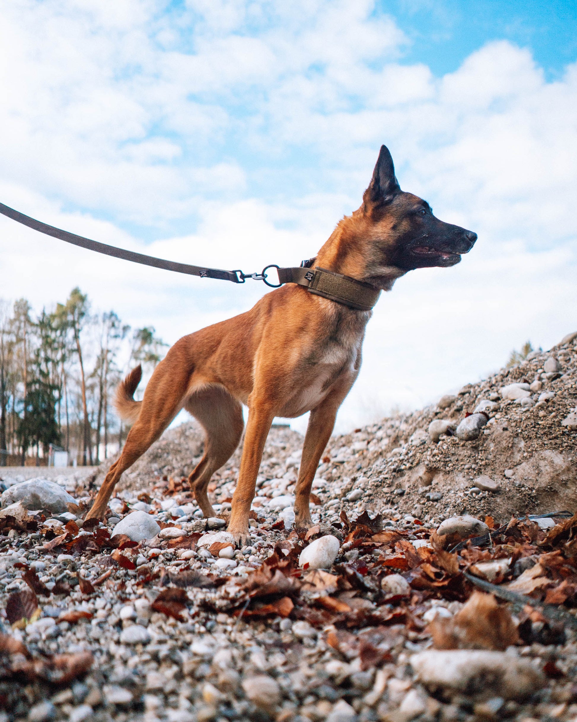 Detalle Mosquetón solid leash WD