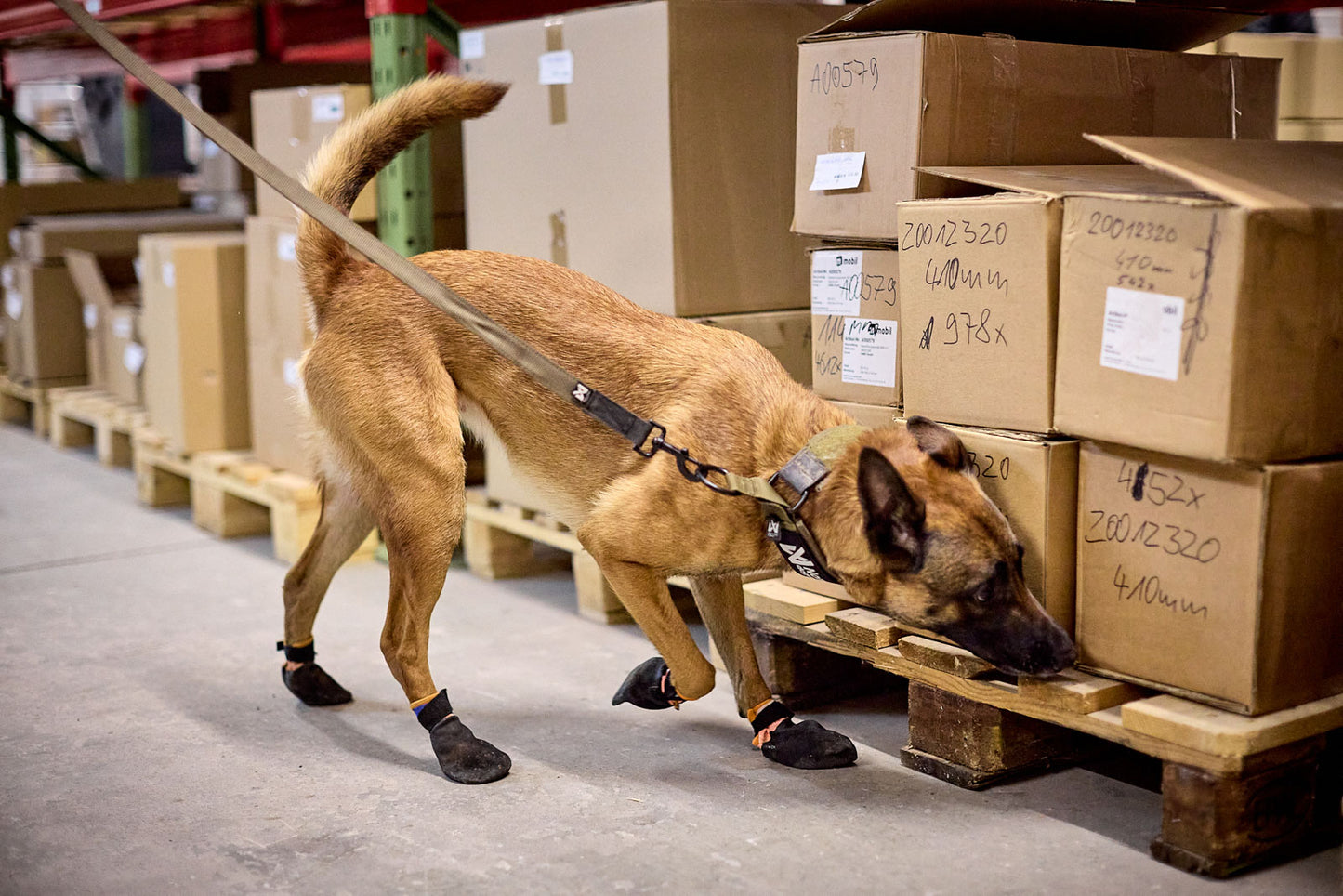 Perro belga mallinois utilizando la solid leash WD