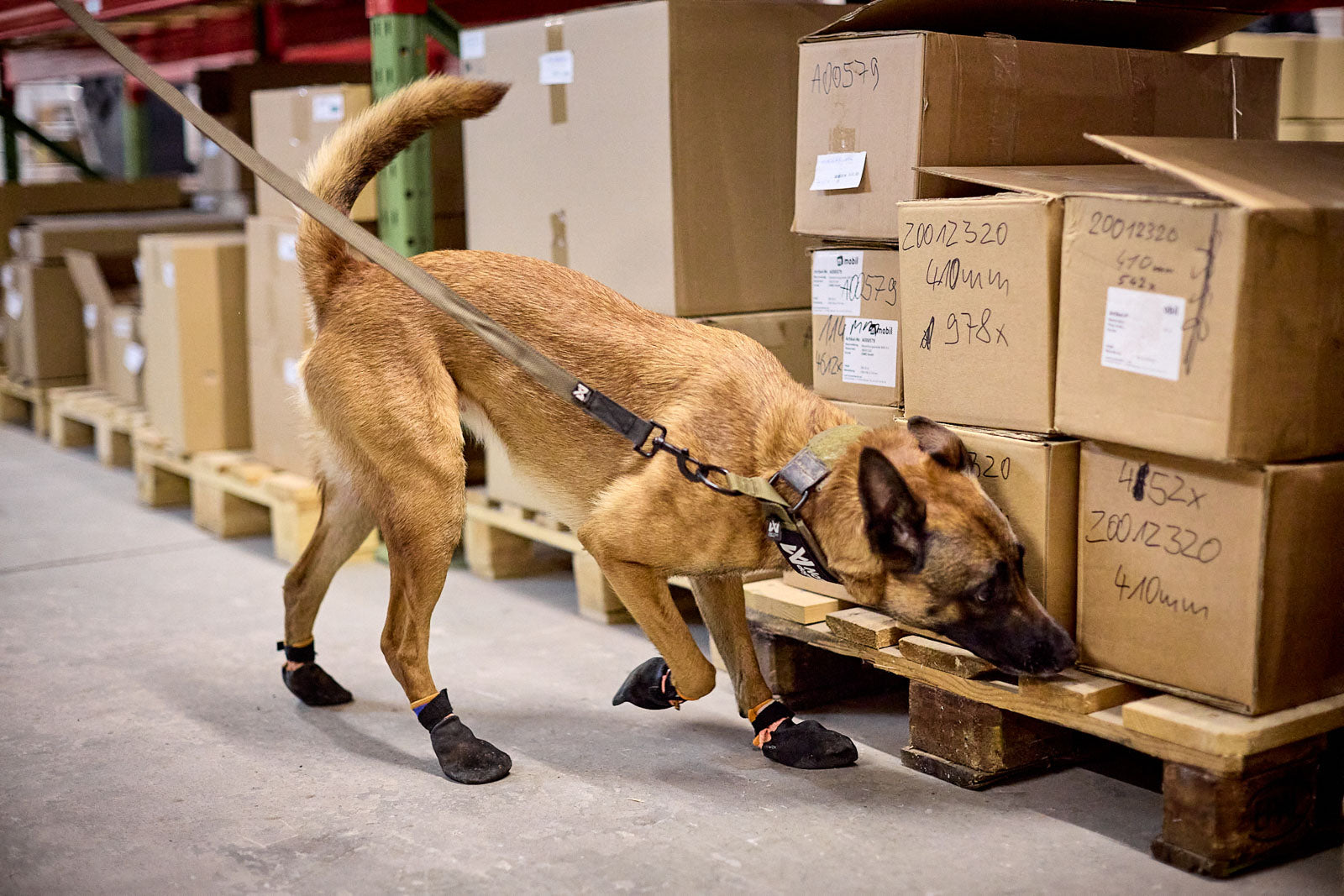Perro belga mallinois utilizando la solid leash WD