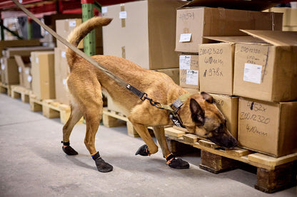 Perro belga mallinois utilizando la solid leash WD