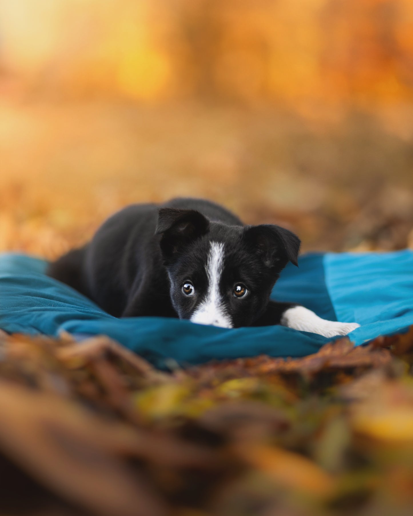 Trekking Dog Bed | Cama Portátil e Impermeable para Perros Aventureros