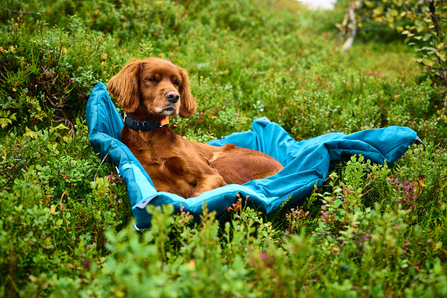 Detalle de la superficie acolchada y aislante de la cama para perros