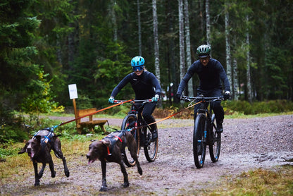 Bikejoring greyster
