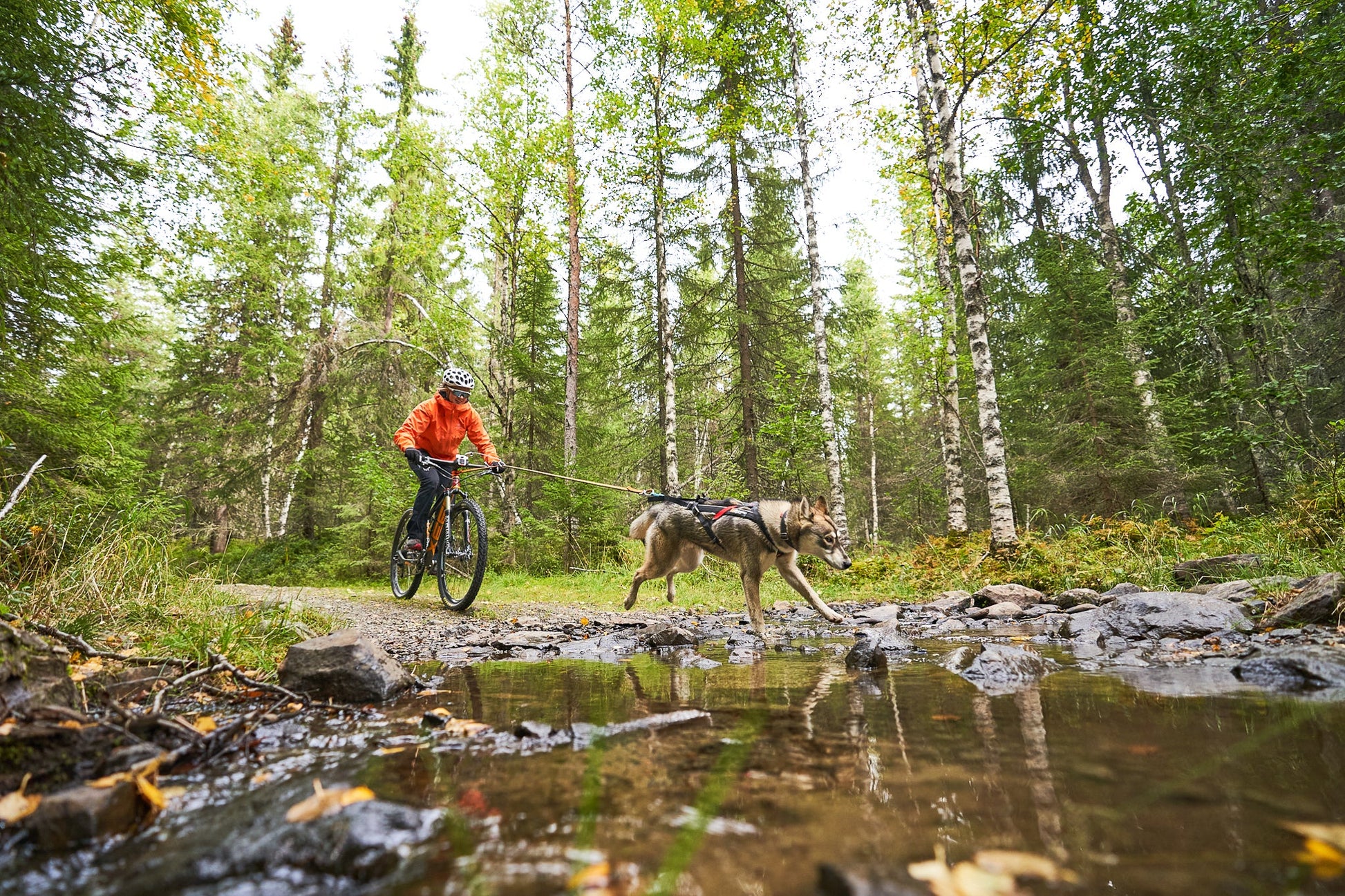 Bikejoring perro lobo checoslovaco