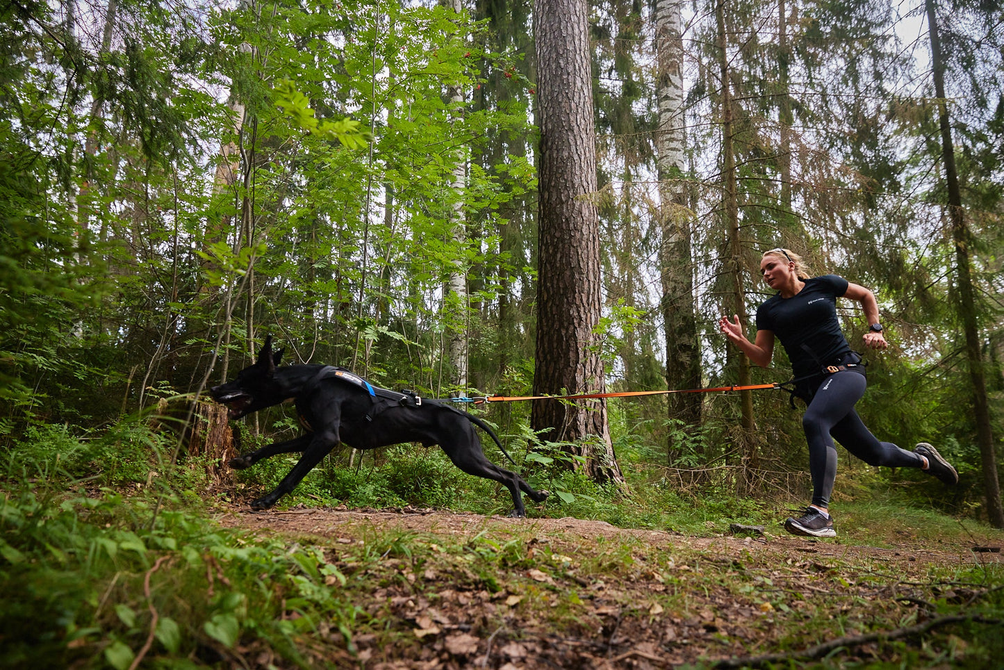 Non-stop dogwear Bungee leash – Correa Elástica para Canicross, Bikejoring y Scoter