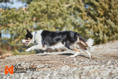 Non-stop dogwear Cruise collar – Collar Acolchado Semideslizante para Perros en Colombia