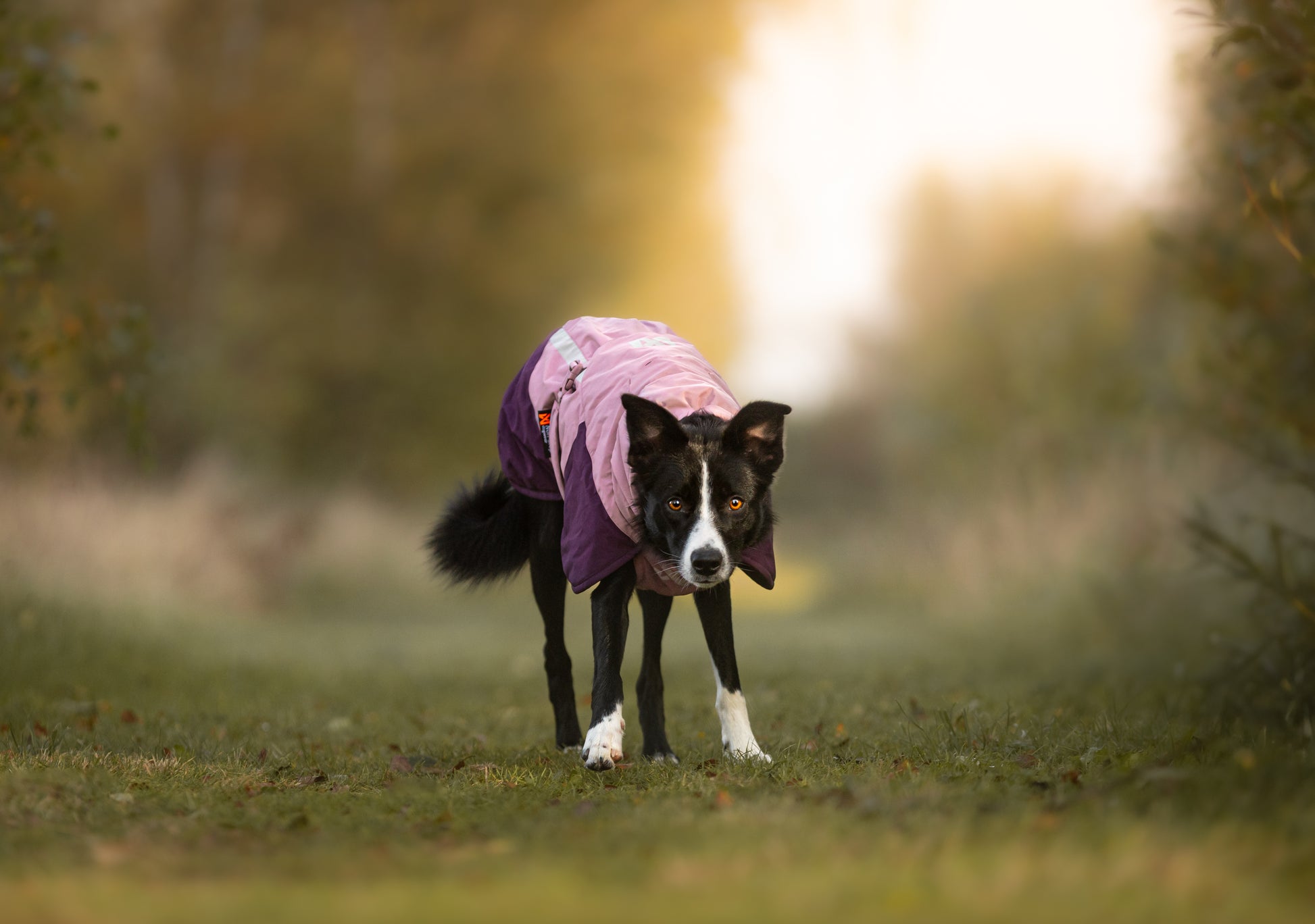 Perro usando chaqueta térmica Glacier Jacket 3.0 durante una caminata color mauve