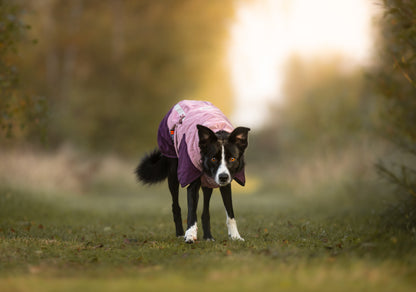 Perro usando chaqueta térmica Glacier Jacket 3.0 durante una caminata color mauve