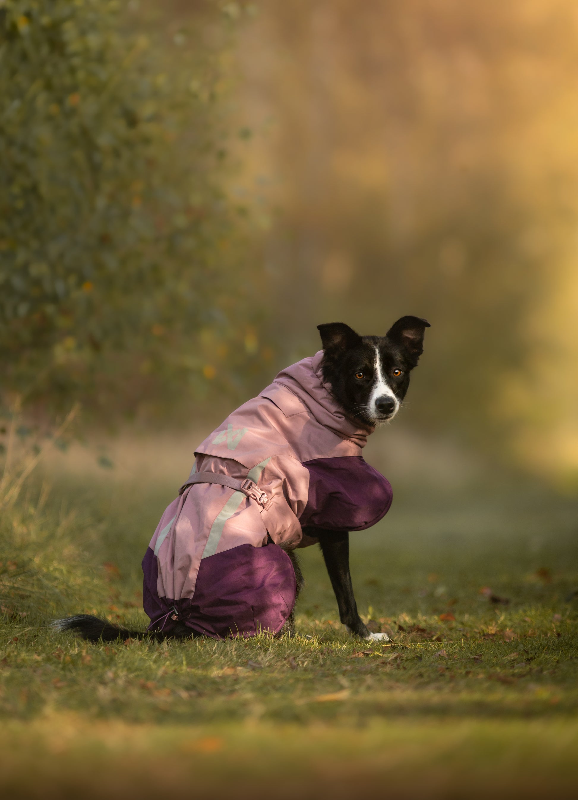 Perro usando chaqueta térmica Glacier Jacket 3.0 durante una caminata color mauve